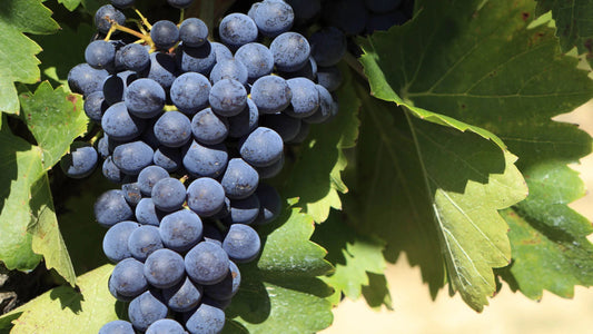 A Comprehensive Guide to Merlot Grapes and Wine - Inn Supplies