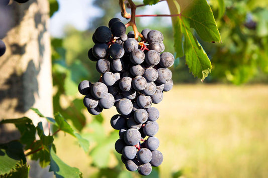 Barbera: The Hidden Gem of Italian Red Wines - Inn Supplies