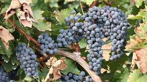 Cabernet Sauvignon: A Timeless Classic in the World of Wine - Inn Supplies