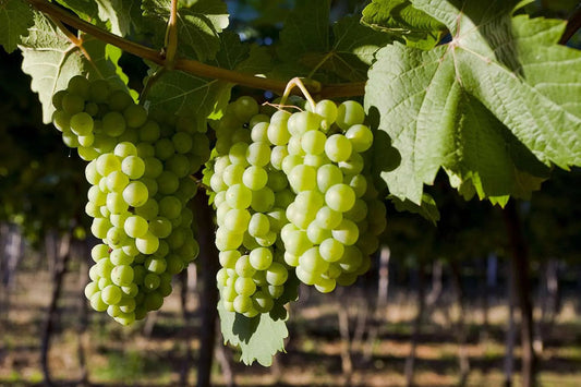Chenin Blanc: The Versatile White Wine with Endless Possibilities - Inn Supplies