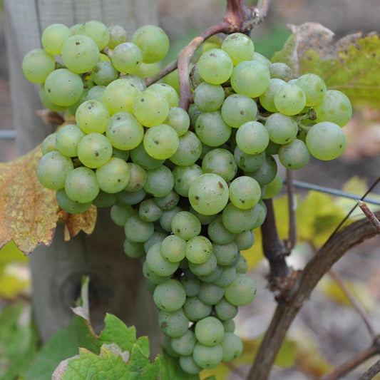 Discovering Sauvignon Blanc: The Crisp and Vibrant White Wine - Inn Supplies