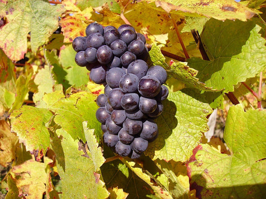 Exploring the Elegance of Pinot Noir: A Guide to the Grape and Its Wine - Inn Supplies