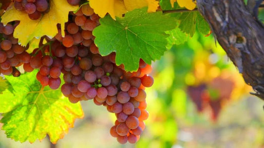 Gewürztraminer: The Aromatic Star of White Wines - Inn Supplies