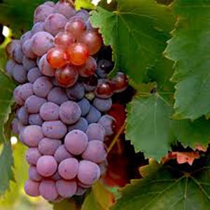 Grenache: A Versatile Gem in the World of Wine - Inn Supplies