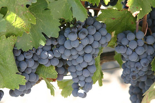 Malbec: The Bold and Versatile Red Wine - Inn Supplies