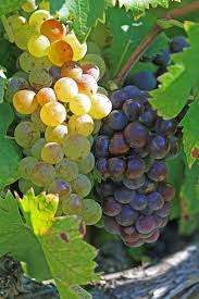 Muscat: The Sweet and Aromatic Delight of the Wine World - Inn Supplies