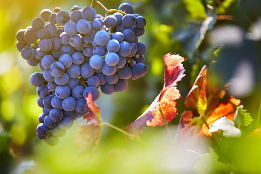 The Rising Appeal of Shiraz: A Versatile Wine for Modern Dining - Inn Supplies