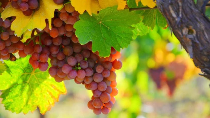 Gewürztraminer: The Aromatic Star of White Wines - Inn Supplies